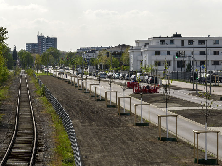 Insgesamt 53 Bäume wurden entlang der östlichen Niederrheinallee gepflanzt. Foto: RAG Montan Immobilien/Thomas Stachelhaus