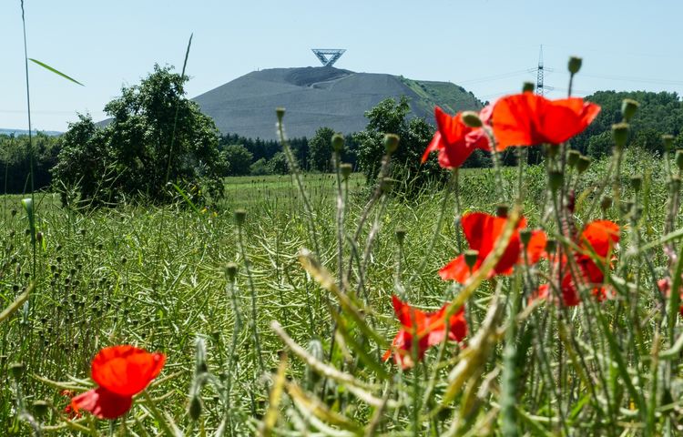 Die Bergehalde Duhamel in Ensdorf ist wieder begehbar. Foto: Foto: RAG Montan Immobilien GmbH (BeckerBredel Fotografen)