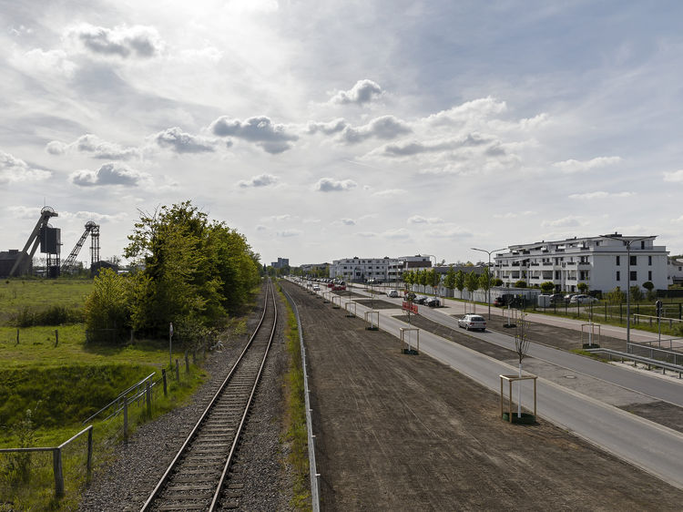 Insgesamt 53 Bäume wurden entlang der östlichen Niederrheinallee gepflanzt. Foto: RAG Montan Immobilien/Thomas Stachelhaus