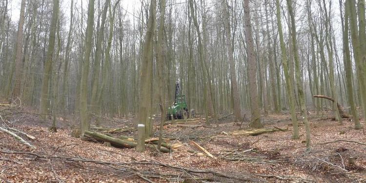In der zweiten Kalenderwoche 2021 wird die RAG Montan Immobilien im „Zechenwald Niederberg“ in Neukirchen-Vluyn die Laubholzbestände durchforsten und schwer geschädigte Bäume entfernen. Foto: RAG Montan Immobilien